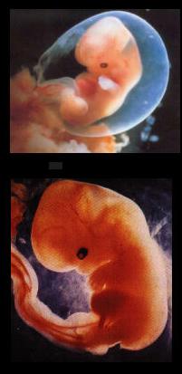Фото эмбриона на 9 неделе беременности фото